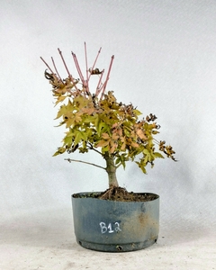 Pré Acer Palmatum Bihou 2 anos - comprar online