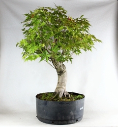 Pré-Bonsai Acer Palmatum 18 anos (Big Acer) - loja online