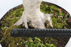Imagem do Pré-Bonsai Acer Palmatum 18 anos (Big Acer)