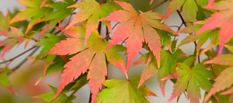 Carrusel Bonsai Acer