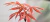 Carrusel Bonsai Acer