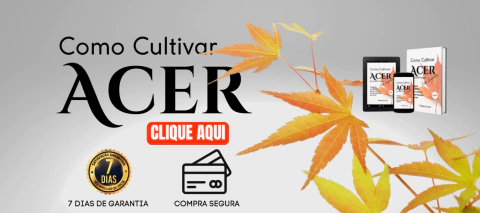 Carrusel Bonsai Acer