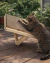 RASCADOR RAMPA MADERA CARTON - Bruno´s Petshop