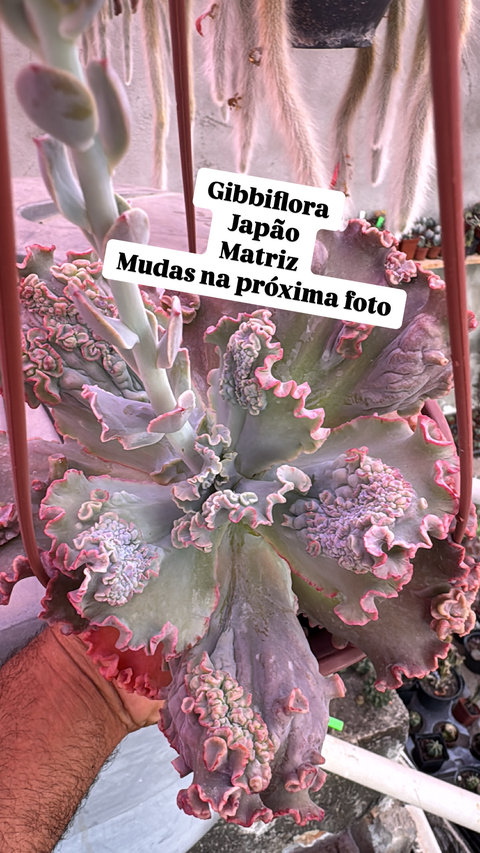 Echeveria Gibbiflora Japão vaso 9