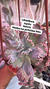 Echeveria Gibbiflora Japão vaso 9