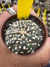 Astrophytum Asteria vaso 6 cod 93 - comprar online