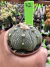 Astrophytum Asteria vaso 6 cod 72