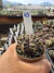 Gymnocalycium Híbrido Daydream vaso 6 Cod 43