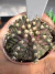 Gymnocalycium T- Rex vaso 6 cod 13 - comprar online