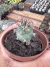 Cacto Turbinicarpus Gielsforfianus vaso 7 - sjplantas