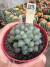 Haworthia de Vidro Cooperi importada vaso 9 Cod 23