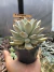 Pachyveria Snow Queen vaso 11 - comprar online