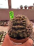 Gymnocalycium M. Cristata vaso 9 G43 na internet