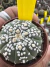 Astrophytum Asteria vaso 6 cod 115 - comprar online