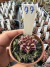 Gymnocalycium Híbrido Daydream vaso 6 Cod 77 - comprar online