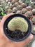 Paródia leninghausii Cristata vaso 9 na internet