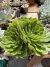Echeveria Avalon vaso 15 - comprar online
