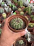 Discocactus Pachythele vaso 11 - comprar online