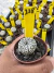 Astrophytum Asterias V-type Super Kabuto Vaso 6 cod 118 - comprar online