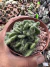 Opuntia Tuna Cristata vaso 9 sortidos - comprar online