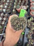Gymnocalycium Mihanovichii Cristata vaso 9 cod 6 - comprar online