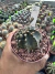 Gymnocalycium Mihanovichii vaso 11 cod 2