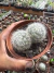 Mammilaria Baumii vaso 11 duas mudas na internet