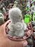 Rebutia Muscula vaso 11 cod 11 - comprar online