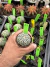 Astrophytum Asteria vaso 6 cod 82 - comprar online