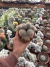 Mammillaria backebergiana Vaso 11 colônias - comprar online