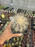 Copiapoa krainziana exertada vaso 12 - comprar online