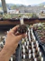 Gymnocalycium Híbrido Daydream vaso 6 Cod 58 - comprar online