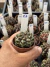 Gymnocalycium Híbrido Daydream vaso 6 Cod 27 - comprar online