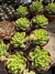 Sedum Shangrilá variegata vaso 9 na internet