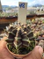 Gymnocalycium Híbrido Daydream vaso 6 Cod 48
