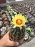 Thelocactus setispinus vaso 9 - comprar online