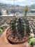 Gymnocalycium Mihanovichii vaso 11 cod 11 na internet