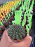 Gymnocalycium Thornless Vaso 6 Cod 93 - comprar online