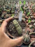 Echinopsis Subdenudata Cristata vaso 11 cod 8