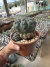 Gymnocalycium Baudianum vaso 15 Exertado - comprar online