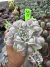 Echeveria Madiba com verrugas vaso 11 cod 13