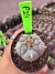 Lophophora Willamsii var Texana vaso 9 P24 - comprar online