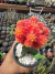 Gymnocalycium Laranja Exertado Vaso 12 Cod 3