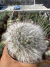 Mammilaria Bocasana vaso 11 Flor Branca na internet