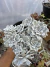 Echeveria Crispaty beuat cuia 18