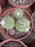 Mammilaria pico cv monstruosa vaso 11 na internet