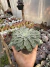 Echeveria Fantastic Fountain vaso 11 na internet