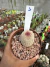 Echinocereus Rigidissimus ( cacto Arco Íris ) vaso 11 Cod 1 - comprar online