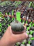 Astrophytum Asteria vaso 6 cod 60 - comprar online