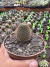 Rebutia Fulviseta vaso 9 na internet